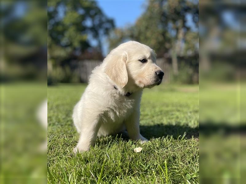 Golden Retriever Welpen aktuell 2R bald Abgabe bereit neue Fotos