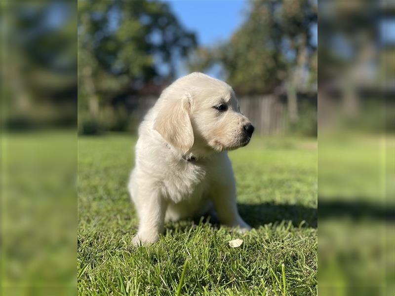 Golden Retriever Welpen aktuell 2R bald Abgabe bereit neue Fotos