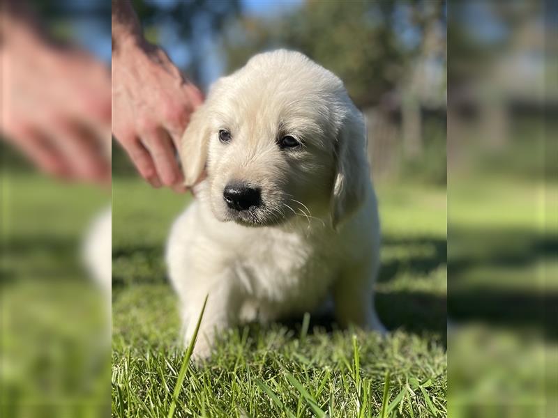 Golden Retriever Welpen aktuell 2R bald Abgabe bereit neue Fotos