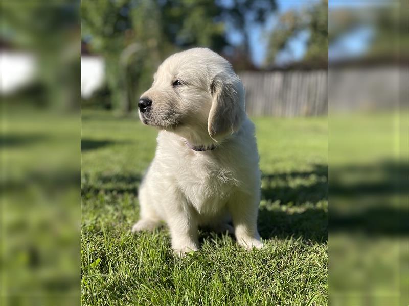 Golden Retriever Welpen aktuell 2R bald Abgabe bereit neue Fotos