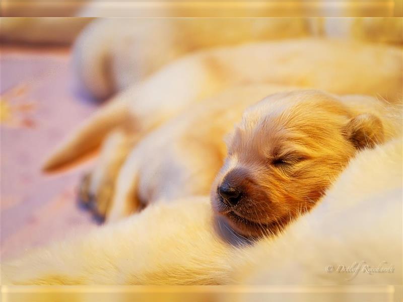 Golden Retriever Welpen aktuell 2R bald Abgabe bereit neue Fotos