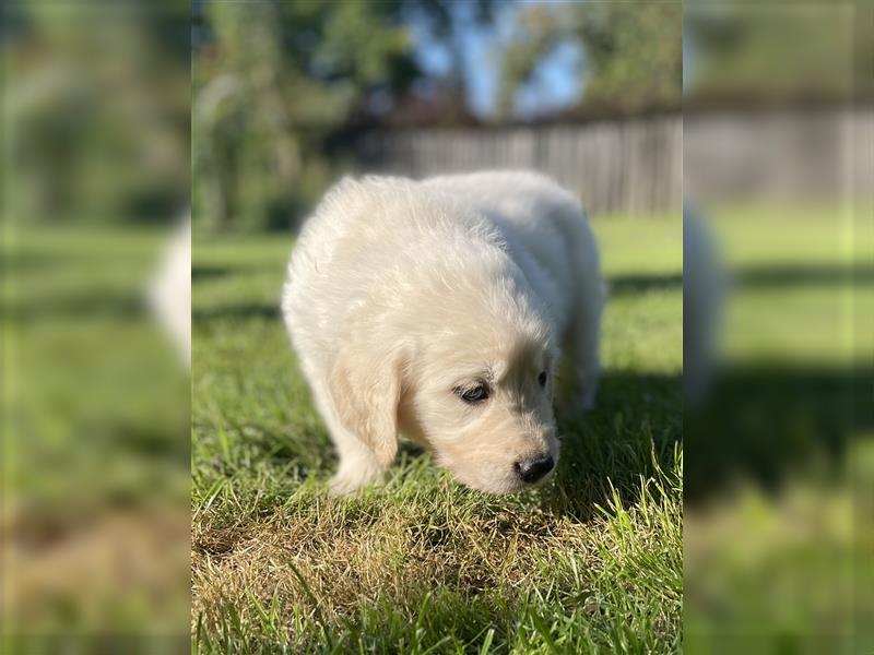 Golden Retriever Welpen aktuell 2R bald Abgabe bereit neue Fotos