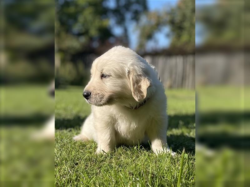 Golden Retriever Welpen aktuell 2R bald Abgabe bereit neue Fotos