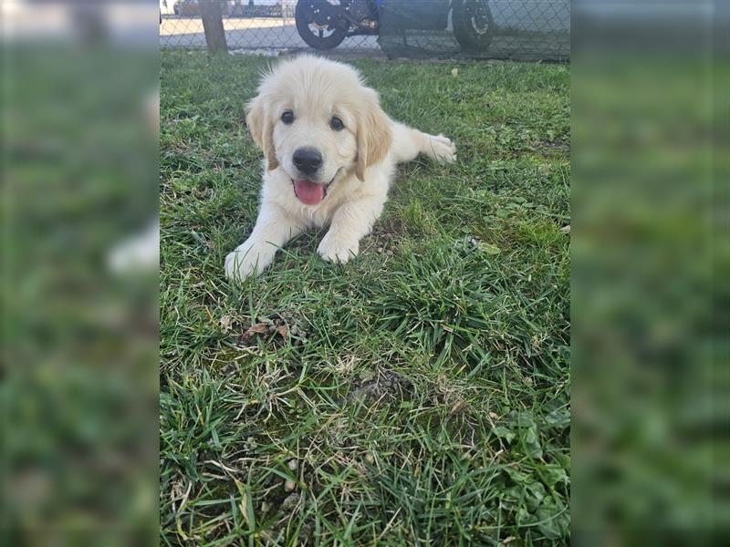 Golden retriever welpen mit Ahnentafel