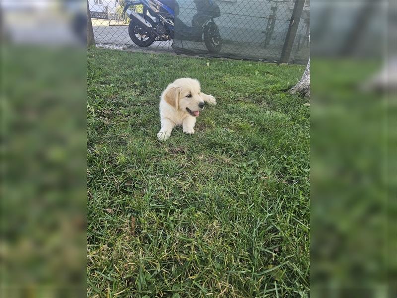 Golden retriever welpen mit Ahnentafel