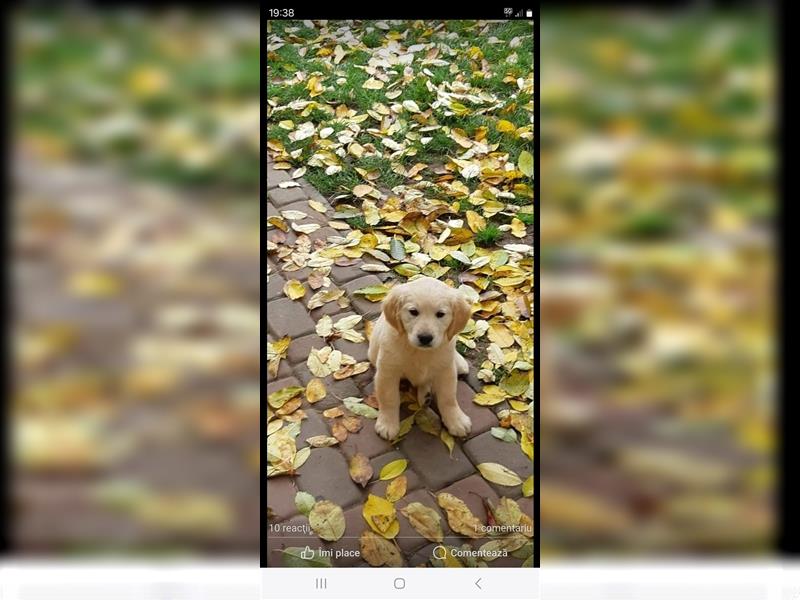 Golden retriever welpen mit Ahnentafel