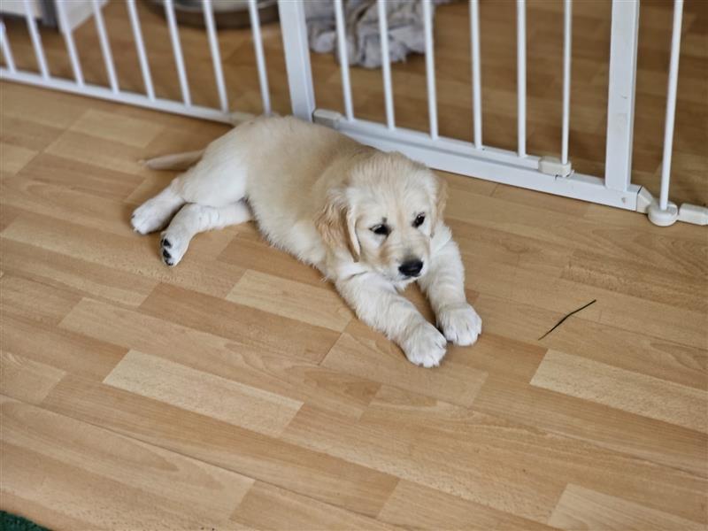 Golden retriever welpen mit Ahnentafel