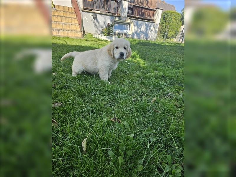 Golden retriever welpen mit Ahnentafel