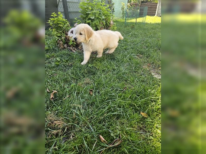 Golden retriever welpen mit Ahnentafel