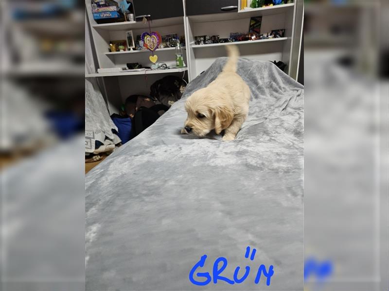 Golden retriever welpen mit Ahnentafel