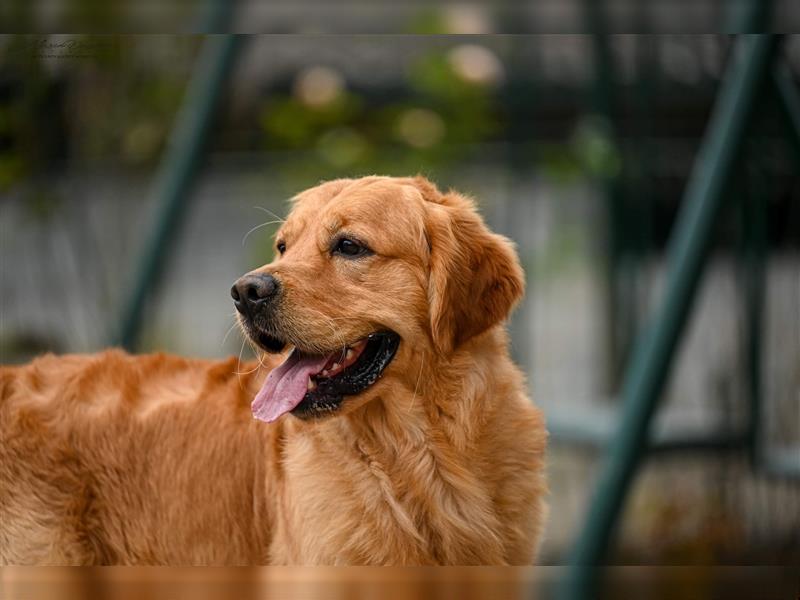 Golden retriever welpen mit Ahnentafel