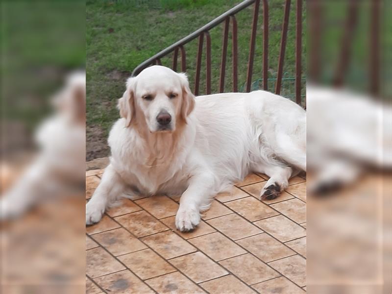 Golden retriever welpen mit Ahnentafel