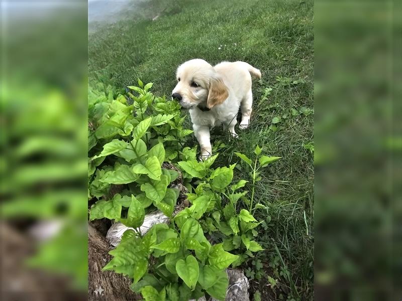 Golden retriever welpen mit Ahnentafel