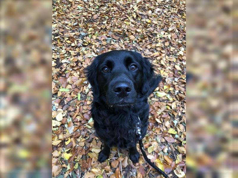 Labrador Golden Retriever Hündin