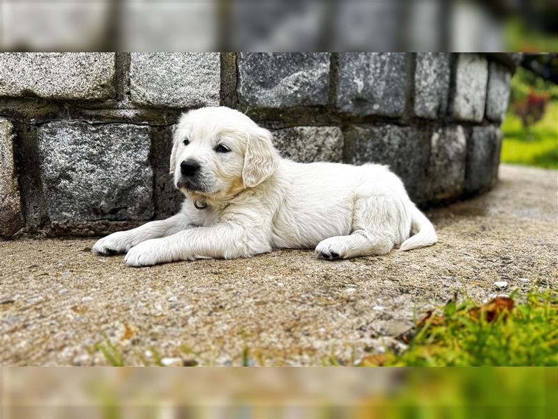 Wesensfeste leinenführige Golden Retriever Welpen mit Stammbaum