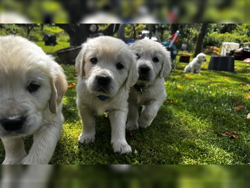 Wesensfeste leinenführige Golden Retriever Welpen mit Stammbaum