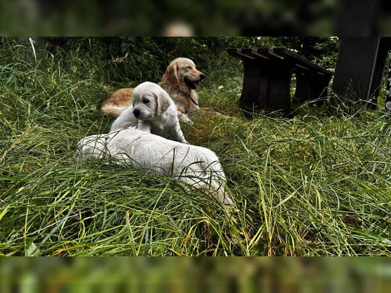 Wesensfeste leinenführige Golden Retriever Welpen mit Stammbaum