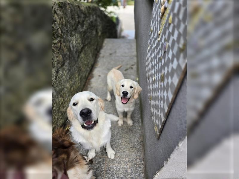 Golden Retriever Hündin mit Ahnentafel