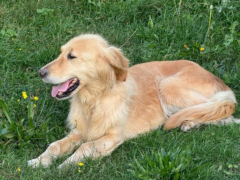 Golden Retriever Hündin abzugeben in gute Hände