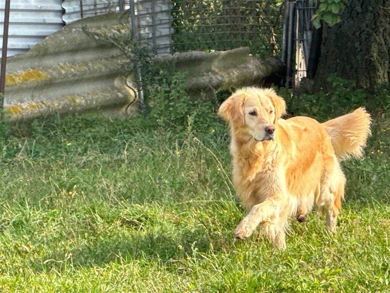 Golden Retriever Hündin abzugeben in gute Hände