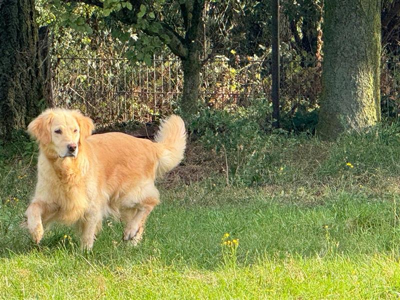 Golden Retriever Hündin abzugeben in gute Hände