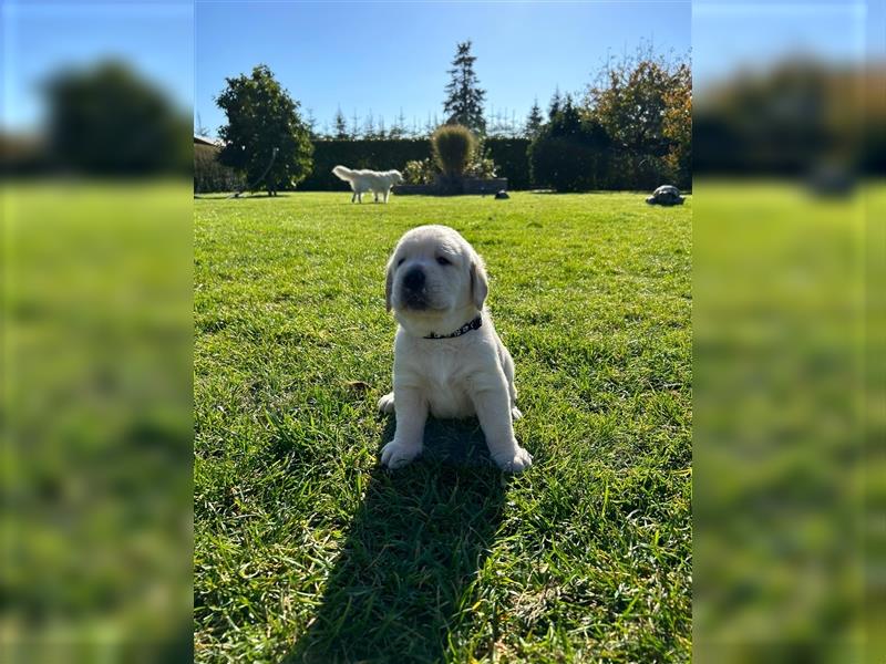 Labrador Golden Retriever Welpen