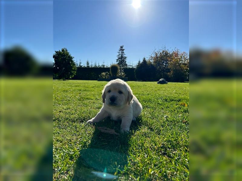 Labrador Golden Retriever Welpen