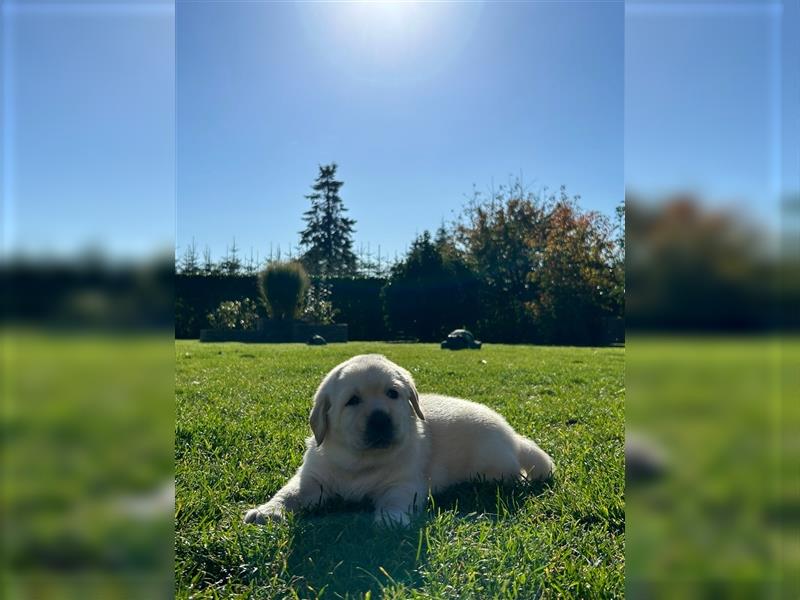 Labrador Golden Retriever Welpen