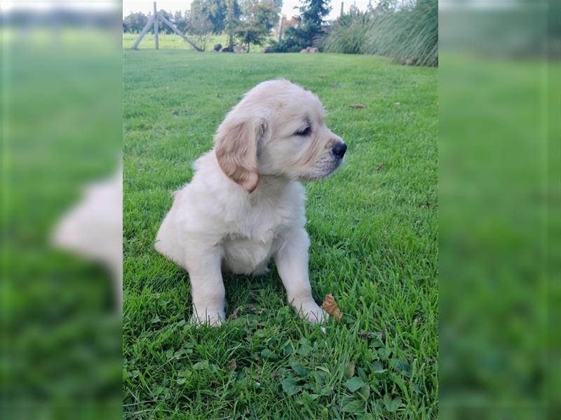 Goldenretrieverwelpen - 3 stramme Burschen suchen ein Zuhause