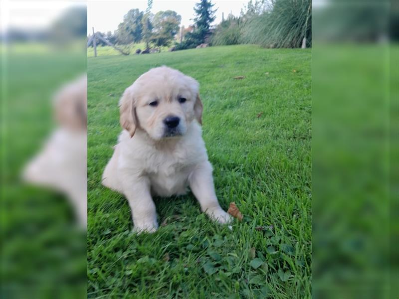 Goldenretrieverwelpen - 3 stramme Burschen suchen ein Zuhause