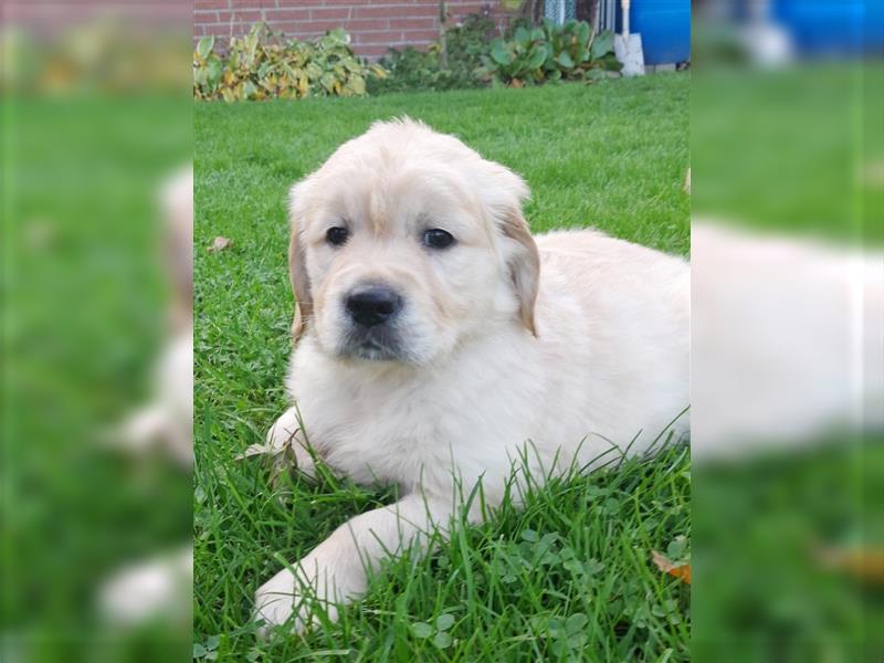 Goldenretrieverwelpen - 3 stramme Burschen suchen ein Zuhause