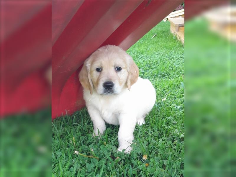 Goldenretrieverwelpen - 3 stramme Burschen suchen ein Zuhause