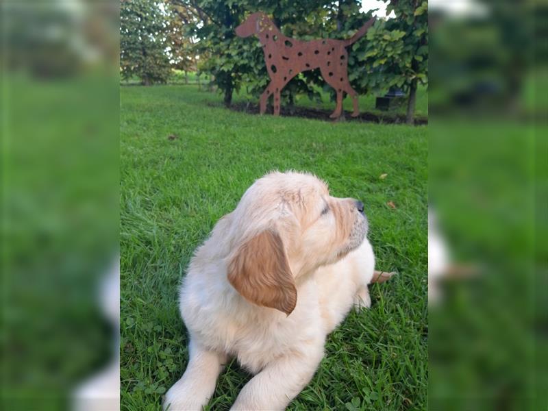 Goldenretrieverwelpen - 3 stramme Burschen suchen ein Zuhause