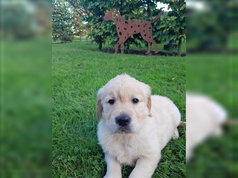 Goldenretrieverwelpen - 3 stramme Burschen suchen ein Zuhause