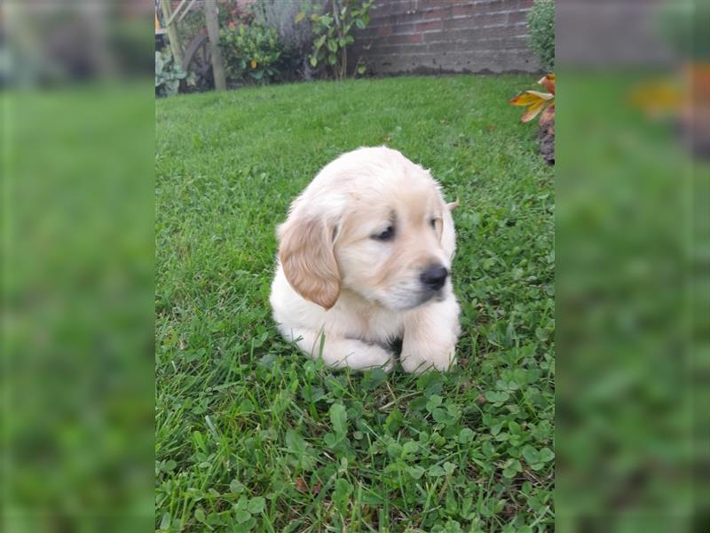 Goldenretrieverwelpen - 3 stramme Burschen suchen ein Zuhause