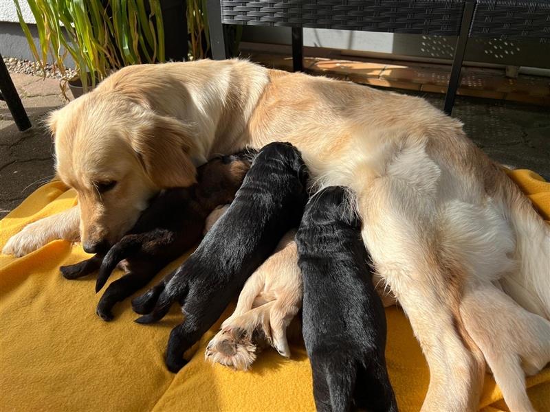 5 zuckersüße Golden Retriever Labrador Welpen
