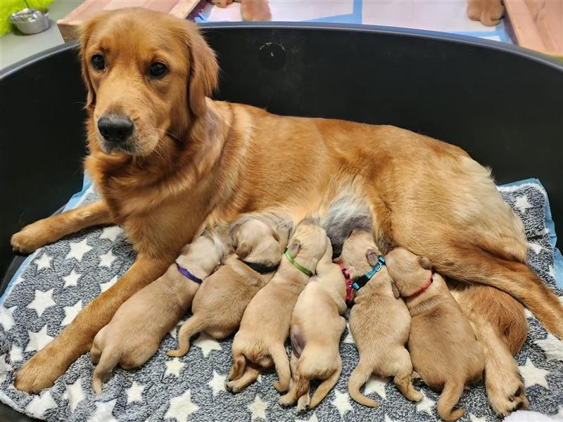 Golden Retriever reinrassig