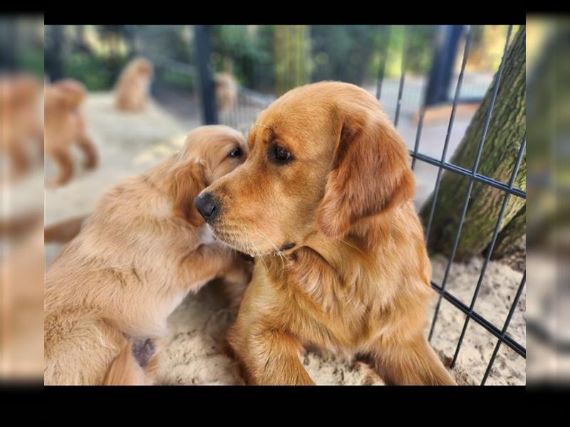 Golden Retriever reinrassig