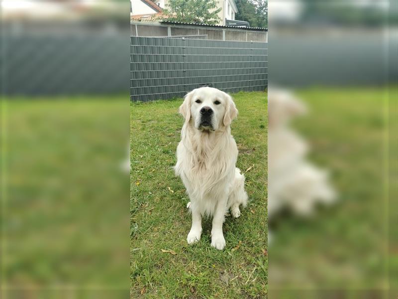 DECKRÜDE Golden Retriever CREME, Sami Benji von der Friedenseiche