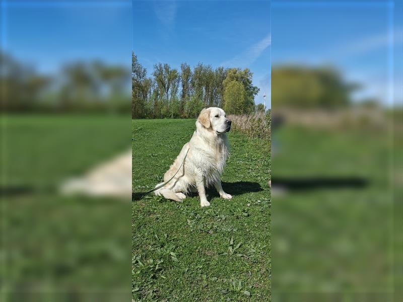 DECKRÜDE Golden Retriever CREME, Sami Benji von der Friedenseiche