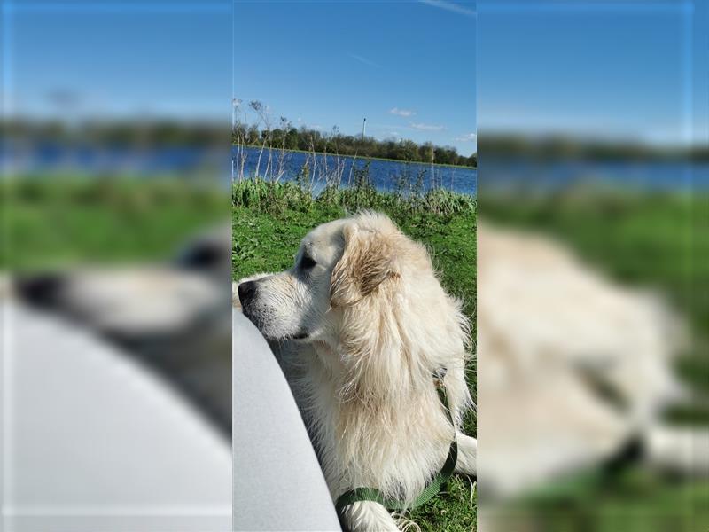 DECKRÜDE Golden Retriever CREME, Sami Benji von der Friedenseiche