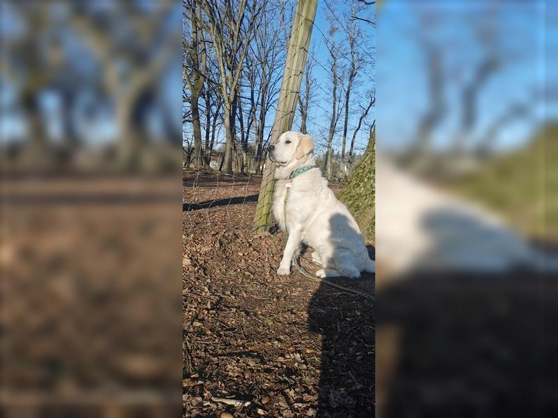 DECKRÜDE Golden Retriever CREME, Sami Benji von der Friedenseiche