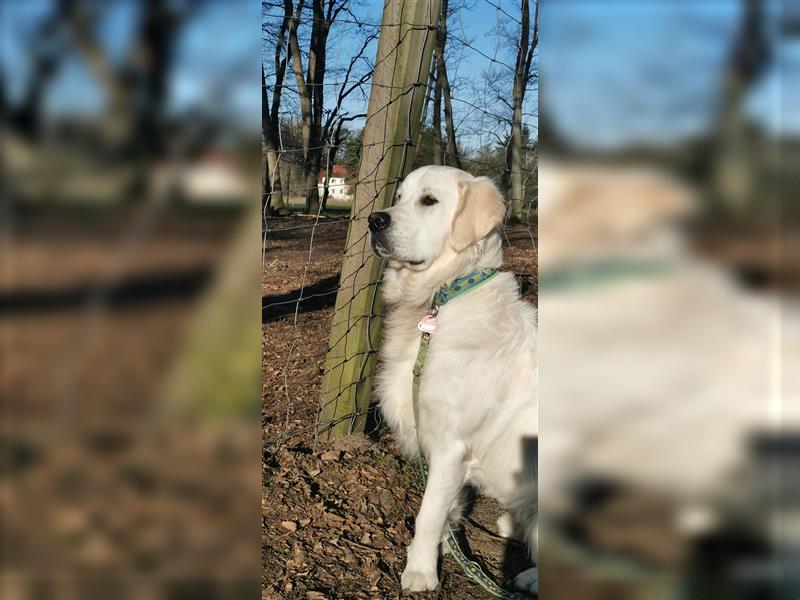 DECKRÜDE Golden Retriever CREME, Sami Benji von der Friedenseiche