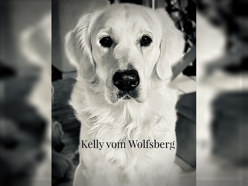 Golden Retriever Deckrüde Kelly vom Wolfsberg