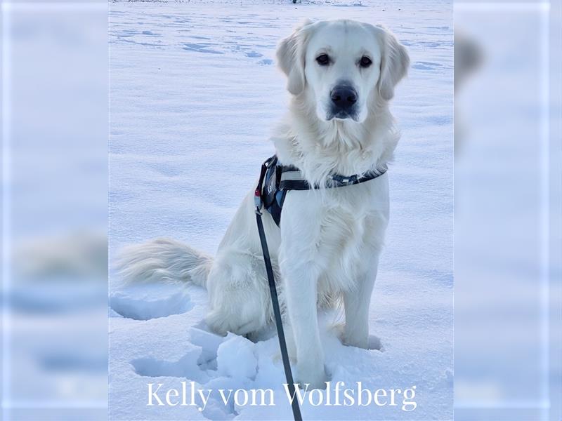 Golden Retriever Deckrüde Kelly vom Wolfsberg