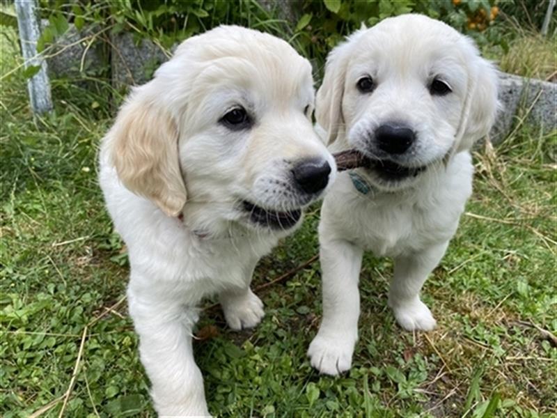 Wesensfeste leinenführige Golden Retriever Welpen mit Stammbaum