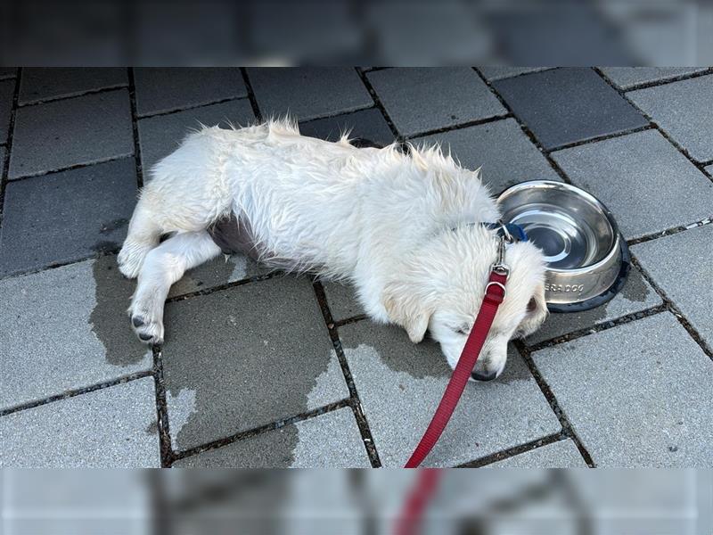 Wesensfeste leinenführige Golden Retriever Welpen mit Stammbaum