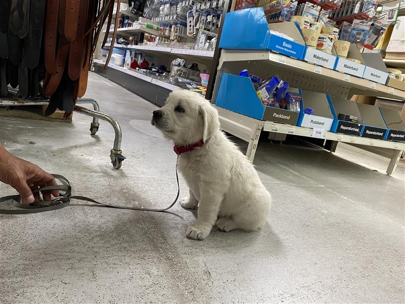 Wesensfeste leinenführige Golden Retriever Welpen mit Stammbaum