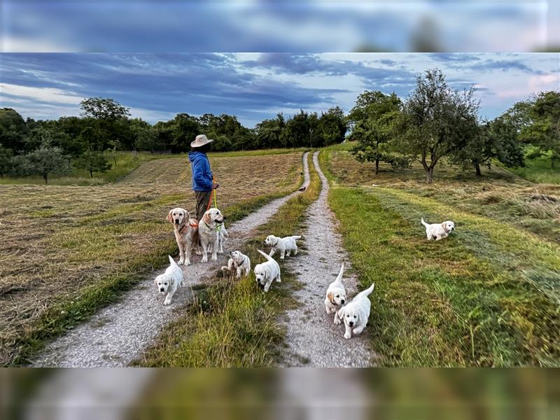 Wesensfeste leinenführige Golden Retriever Welpen mit Stammbaum