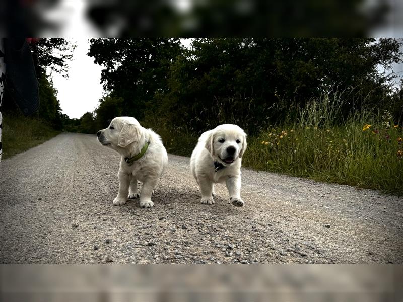 Wesensfeste leinenführige Golden Retriever Welpen mit Stammbaum